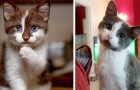 Video Cats