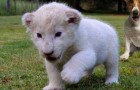 Deze kleine witte leeuw heeft twee hele speciale ouders gevonden
