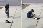 Video Katzenvideos Katzen