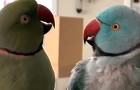 video med Papegojor