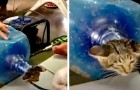 Video de Gatos
