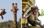 Deze 22 foto's van de finalisten van de Comedy Wildlife Awards tonen de meest komische dieren die er zijn