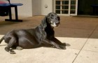 Questo povero cane attende da 10 anni il ritorno del suo umano davanti all'ospedale in cui è deceduto