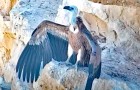 Un drone apporte de la nourriture à un petit vautour fauve pendant 4 mois : il était orphelin et pris au piège