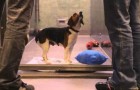 Deze spannende video zal u het belang van adoptie van honden uit kennels tonen