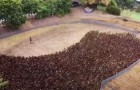 Une armada de 10 000 canards nettoie une rizière des parasites : la méthode 