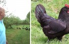 Un agricoltore sostituisce i pesticidi con polli e galline di Janzé: i volatili salvano il raccolto