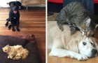 Video di Cani
