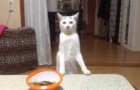 Look at this cat's reaction !! I've never seen anything like it !