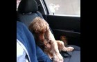 Ce chien essaie de dépasser sa peur en voiture d'une manière extraordinaire