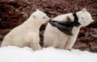 Video di Animali