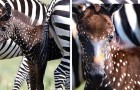 Dieses entzückende Zebra wurde mit Tupfen statt Streifen geboren: Sein Fell sieht wie gemalt aus