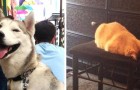 Vídeo de Animais