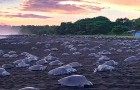 Video Tartarughe
