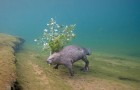 Un fotografo si è immerso ogni notte per 4 anni per immortalare un castoro europeo sotto il pelo dell'acqua