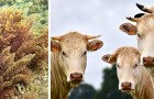 Un team di scienziati sviluppa un integratore per mucche che riduce dell'80% le loro emissioni di metano