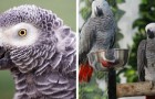 5 perroquets apprennent des gros mots et insultent les visiteurs du parc : la direction est obligée de les isoler
