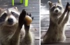 Vidéos Émouvantes