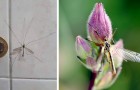 La tipula, l'insetto ingiustamente scambiato per una zanzara: tutti i motivi per cui non dovremmo ucciderlo