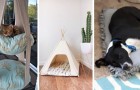Video di Animali