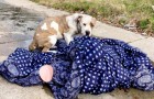 Un cane abbandonato in mezzo alla strada non riesce ad allontanarsi dalla sua coperta preferita