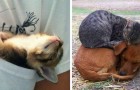 Vidéos de Chats