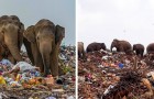 Questi elefanti mangiano plastica e rifiuti in una discarica: immagini strazianti che non vorremmo mai vedere