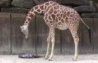 Ces visiteurs chanceux ont assisté au miracle de maman girafe...