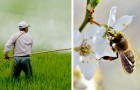 Francia: reintrodotti i pesticidi neo-nicotinoidi per la coltivazione di barbabietole, molto nocivi per le api