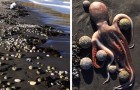 Vergiftete Pazifik-Gewässer: Hunderte von Meerestieren wurden tot am Strand gefunden