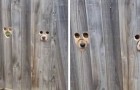 Video di Cani