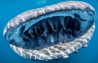 Uno squalo balena trasporta nelle sue fauci più di 50 pesci: uno scatto più unico che raro