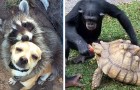 17 photos d'amitiés insolites entre animaux qui parviennent à éclairer même notre journée la plus sombre