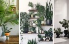 10 proposte una più bella dell'altra per arredare il salotto con le piante e arricchirlo col verde