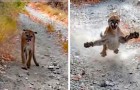 Vidéos d' Animaux