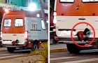 Vidéos de Chiens