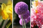 Video Giardinaggio