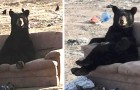 Video di Orsi