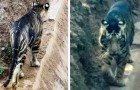 Un photographe amateur rencontre un tigre noir très rare : il n'y en a que six dans le monde