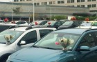 Una fioraia decora le auto di medici e infermieri con i fiori invenduti della sua attività, chiusa per Covid-19