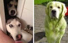 15 photos de batailles perdues que seule une personne vivant avec un chien peut pleinement comprendre