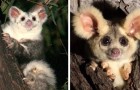 Scoperte in Australia due nuove specie di marsupiali: un'ottima notizia per la biodiversità
