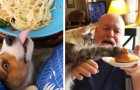 Vídeo de Comida