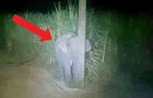 Um elefante bebê é flagrado comendo cana-de-açúcar e tenta se esconder atrás de um poste