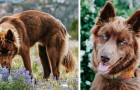 Video Video's van Honden Honden
