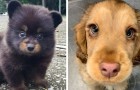 Video Dogs