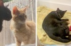 Video Cats