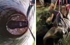 Video Elefanti