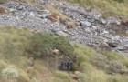 How many bull tahr are on this hill? Keep watching and you won't believe it ...