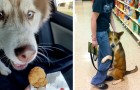 Video di Cani